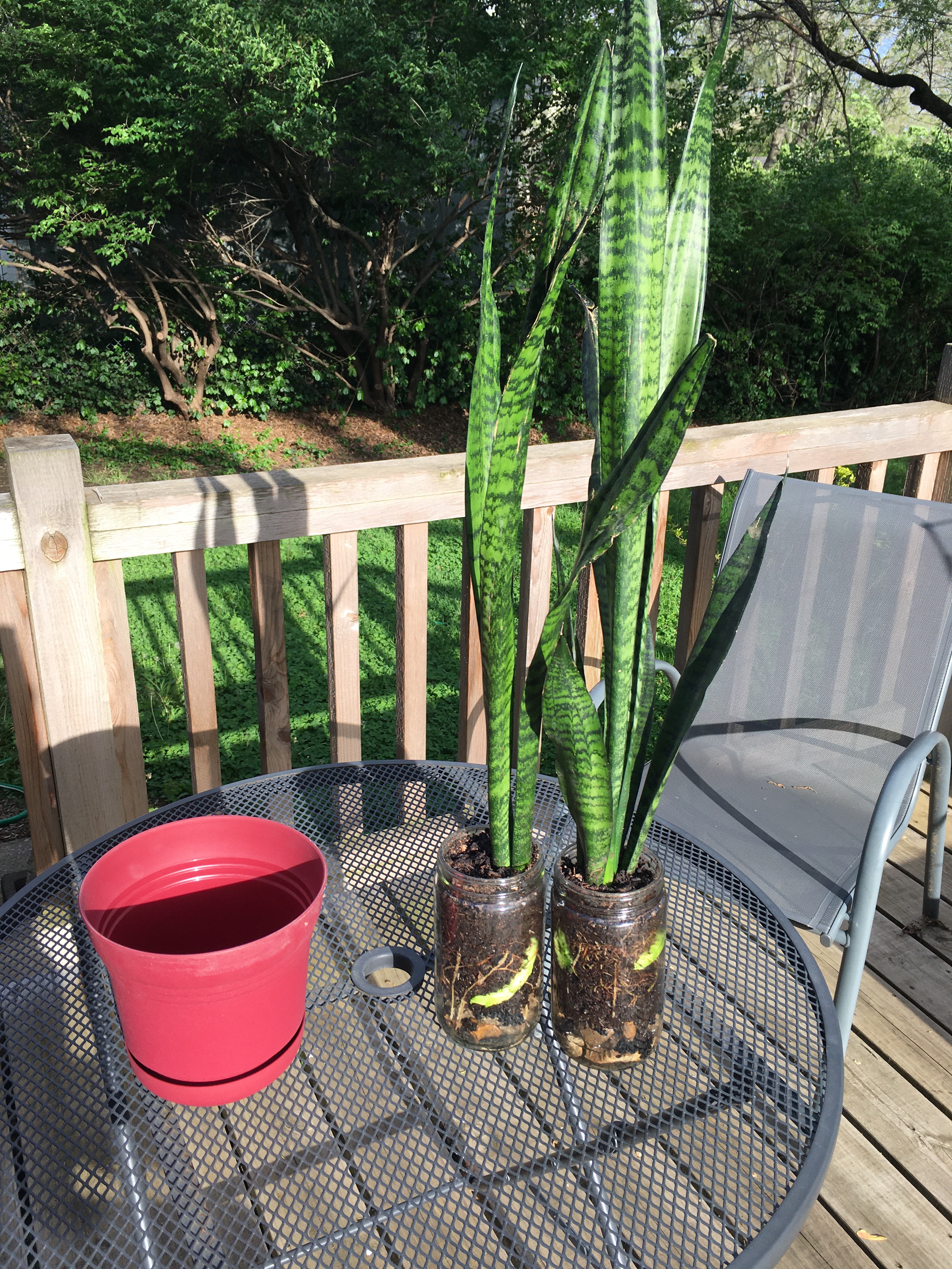 Repotting Sansevieria